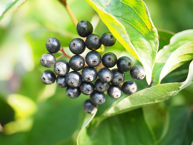 红山茱萸 萸 浆果 - 上的免费照片