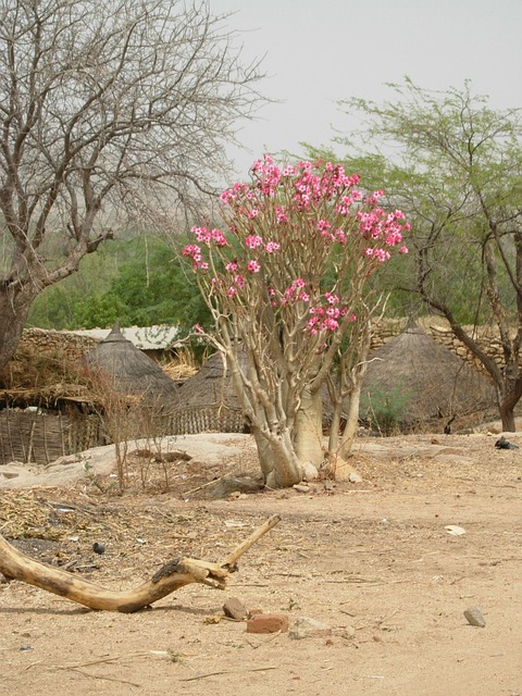 沙漠玫瑰 自然 非洲 - 上的免费照片