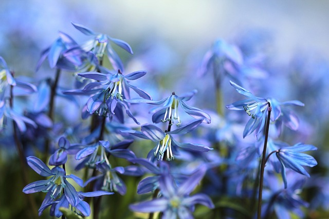 风信子 花朵 蓝色花朵 - 上的免费照片