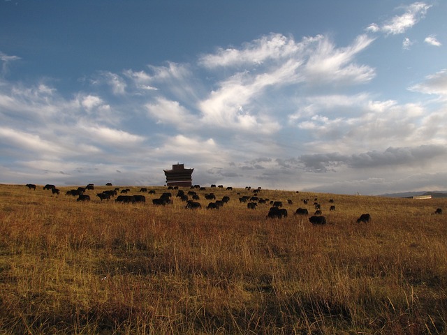 蓝天 牛群 远方 - 上的免费照片