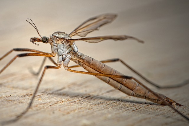 蝾螈科 雪纳克 溪蚊 - 上的免费照片