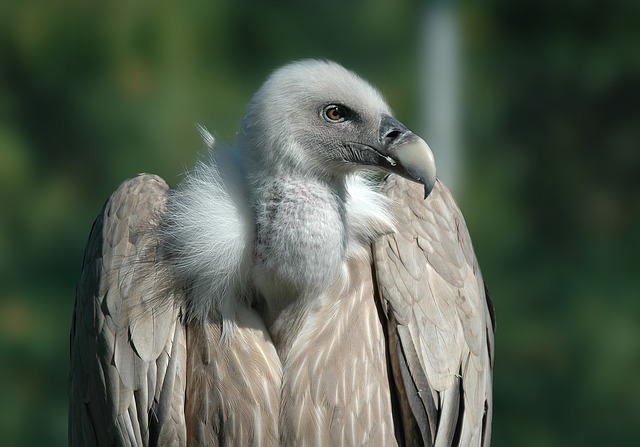兀鹫 鸟 猛禽 - 上的免费照片