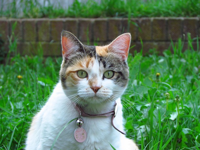 猫 花园 玳瑁 - 上的免费照片