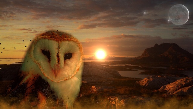 猫头鹰 太阳 月亮 - 上的免费照片
