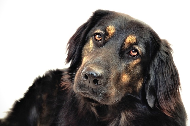 霍瓦沃特混合动力车 狗 黑色的狗 - 上的免费照片