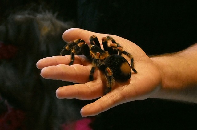蜘蛛 狼蛛 Arachnophobia - 上的免费照片