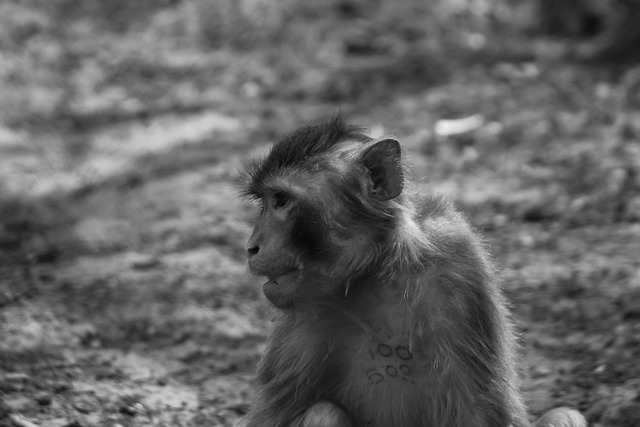 猴子 猴 哺乳动物 - 上的免费照片