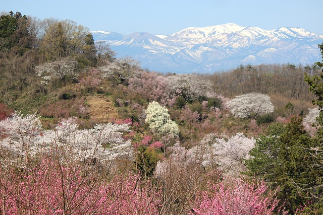 福岛 花见山 樱桃树 - 上的免费照片