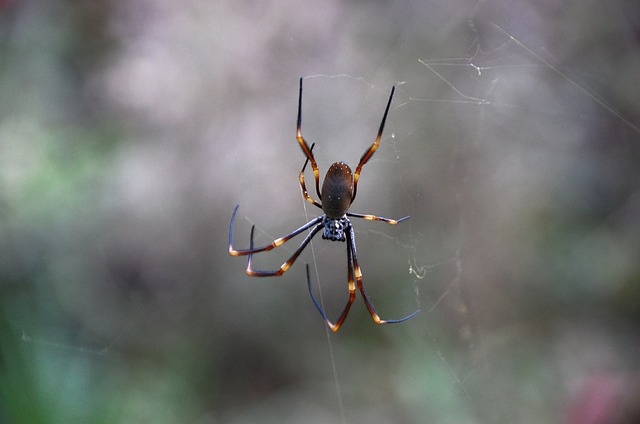 蜘蛛 尼菲拉 球网蜘蛛 - 上的免费照片