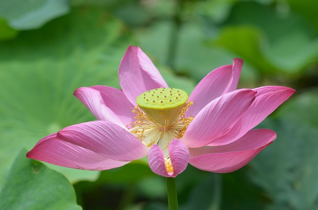 蓮 花 - 上的免费照片