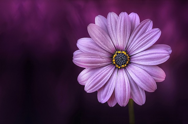 花 紫色的 花瓣 - 上的免费照片