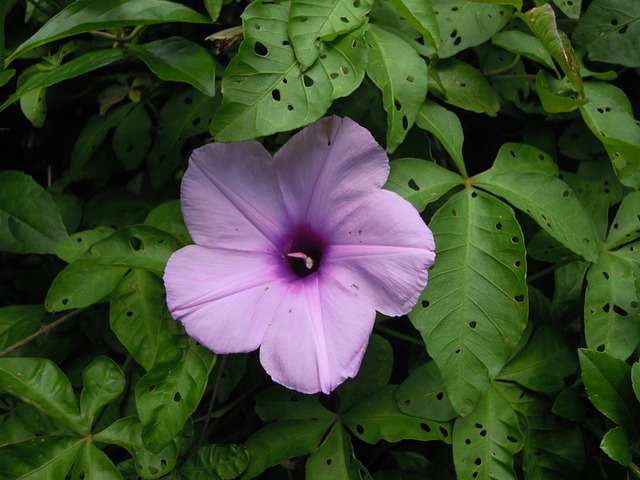 Ipomoea Morning Glory 牽牛花 - 上的免费照片