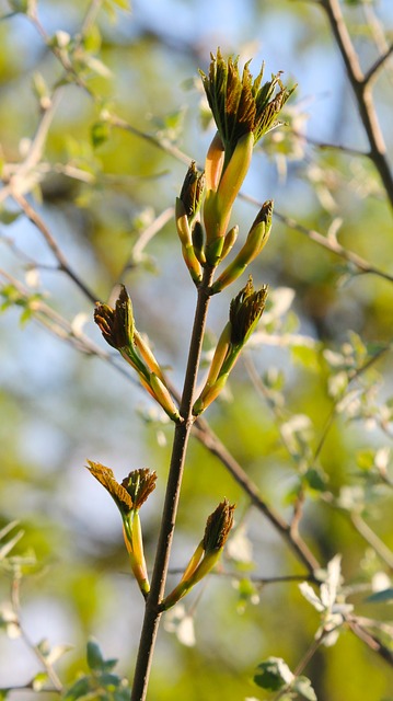 自然 春天 豆芽 - 上的免费照片