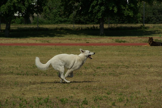白色瑞士牧羊犬 狗 动物 - 上的免费照片