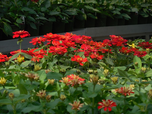 花朵 温室 花园 - 上的免费照片