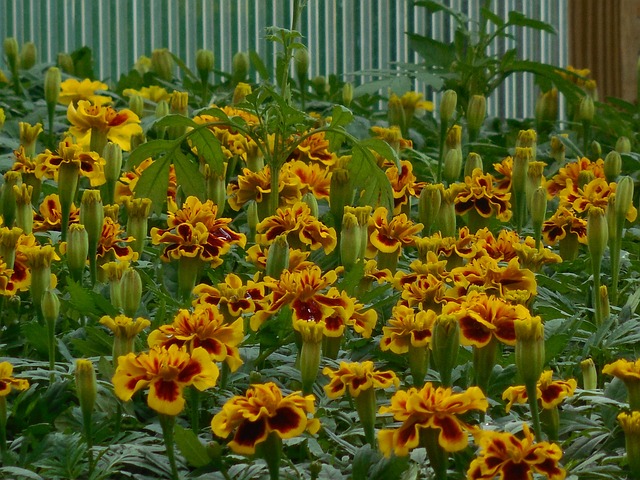 花朵 温室 花园 - 上的免费照片