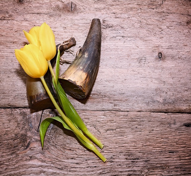 郁金香 黄色郁金香 切花 - 上的免费照片