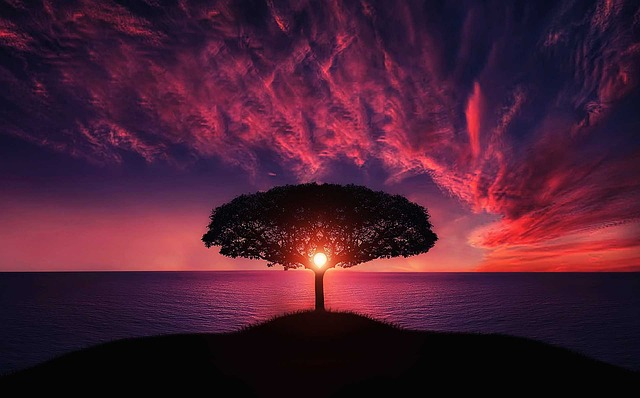 树 日落 云 - 上的免费照片