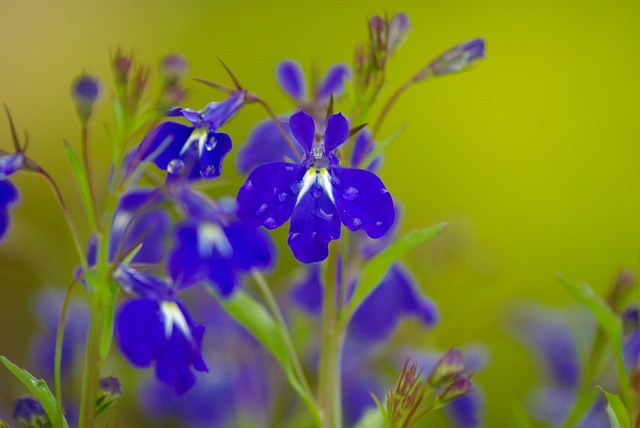 丹参 蓝色花朵 - 上的免费照片
