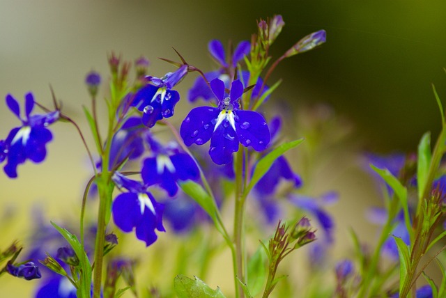 丹参 鲜花 蓝色花朵 - 上的免费照片