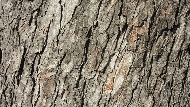 吠 海岭 树皮 - 上的免费照片