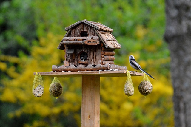 鸟 鸟巢 喂养 - 上的免费照片