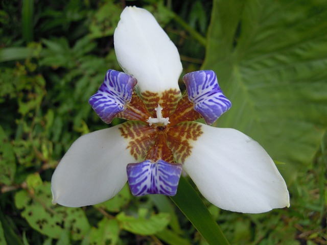 Iris 鳶尾花 草花 - 上的免费照片