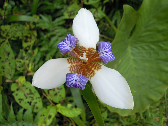 Iris 鳶尾花 草花 - 上的免费照片