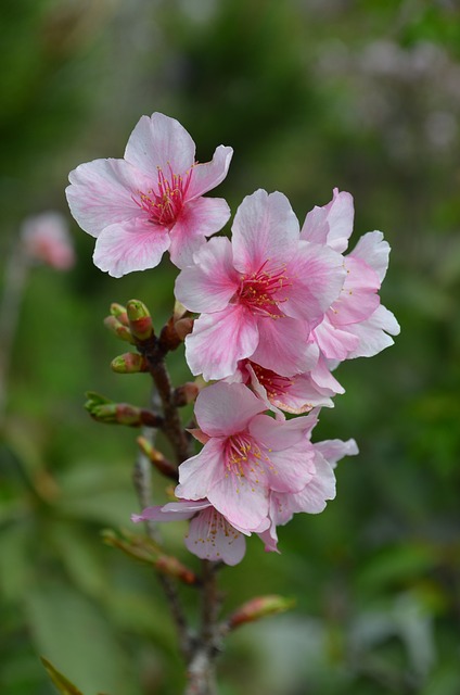 櫻花 花 花朵 - 上的免费照片