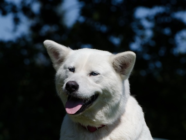 秋田犬 沙哑 白色的 - 上的免费照片