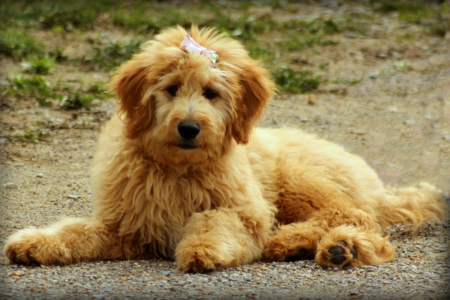Goldendoodle 狗 小狗 - 上的免费照片