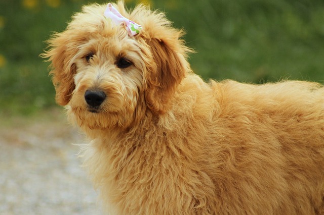 Goldendoodle 狗 犬类 - 上的免费照片
