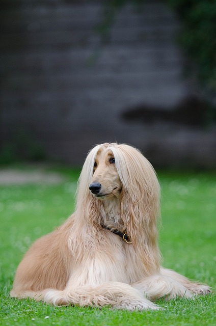 阿富汗 灵缇犬 阿富汗猎犬 - 上的免费照片