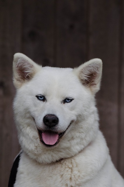 秋田犬 沙哑 杂交种 - 上的免费照片