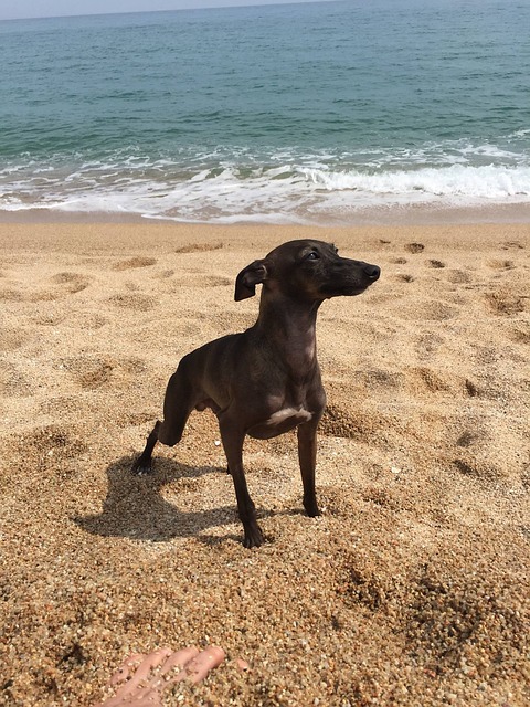 滨海阿雷尼斯 短笛意大利灵缇犬 巴利阿里 - 上的免费照片