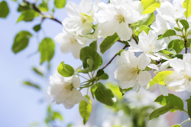 海棠花 春天 春日 - 上的免费照片