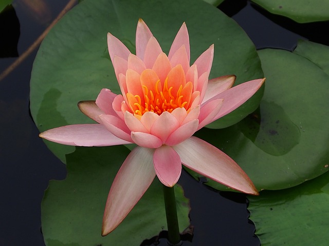 Lotus 蓮花 植物 - 上的免费照片