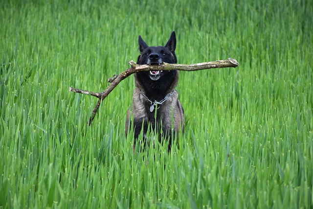 玛利诺犬 带来 自然 - 上的免费照片