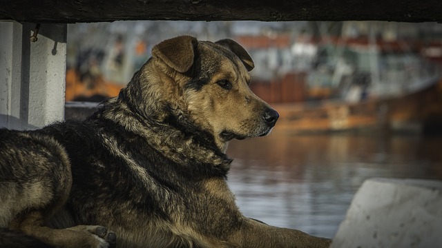 狗 船 端口 - 上的免费照片