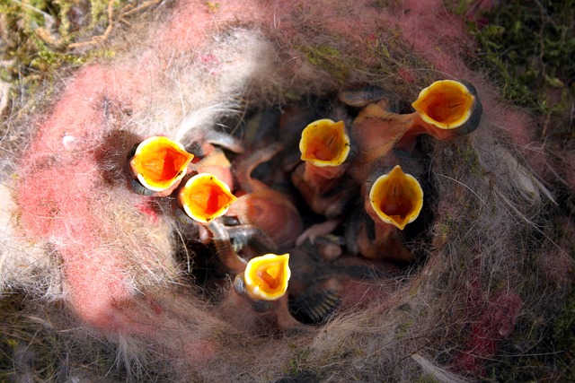巢 伟大的山雀 小鸡 - 上的免费照片