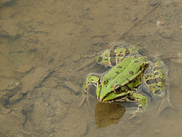 青蛙 监控 等待 - 上的免费照片