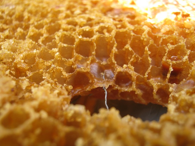蜡 射线 蜜蜂 - 上的免费照片