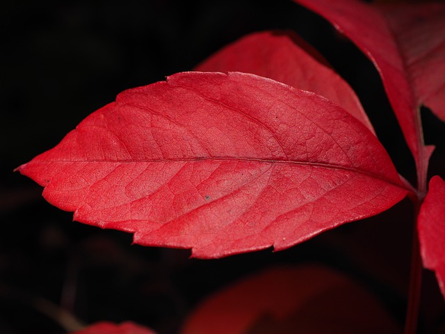 野酒 叶子 红色的 - 上的免费照片