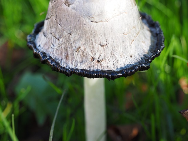 叮叮当当 小贩 蘑菇 - 上的免费照片