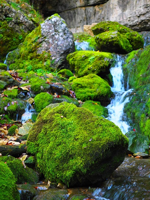 埃尔萨赫 溪 苔藓 - 上的免费照片