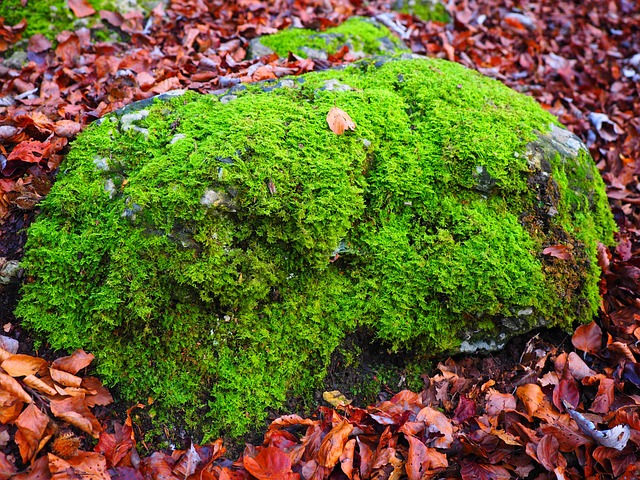 石头 苔藓 长满青苔 - 上的免费照片