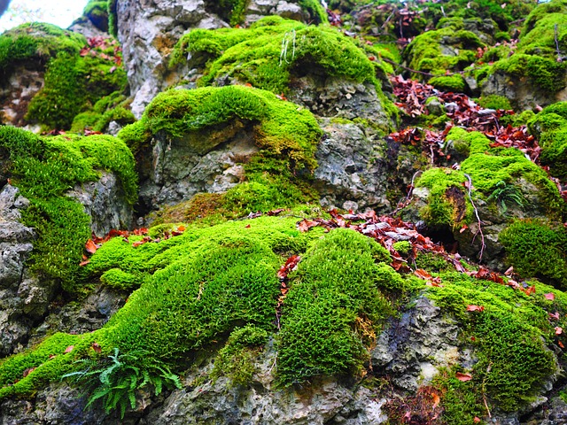 石头 苔藓 长满青苔 - 上的免费照片