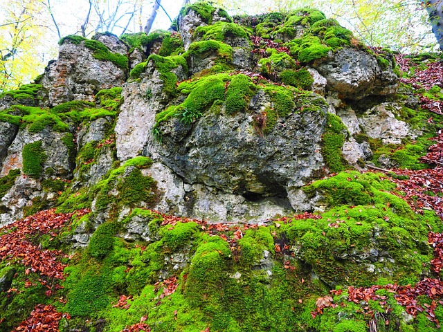 石头 苔藓 长满青苔 - 上的免费照片