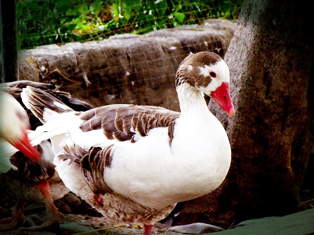鹅 鸟 动物 - 上的免费照片