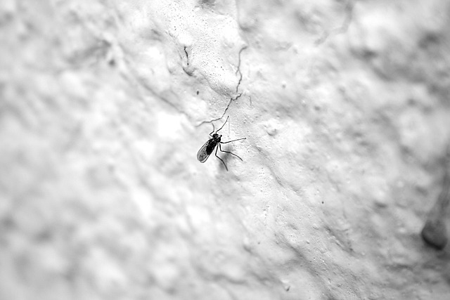 甲虫，昆虫 蚊子 飞 - 上的免费照片